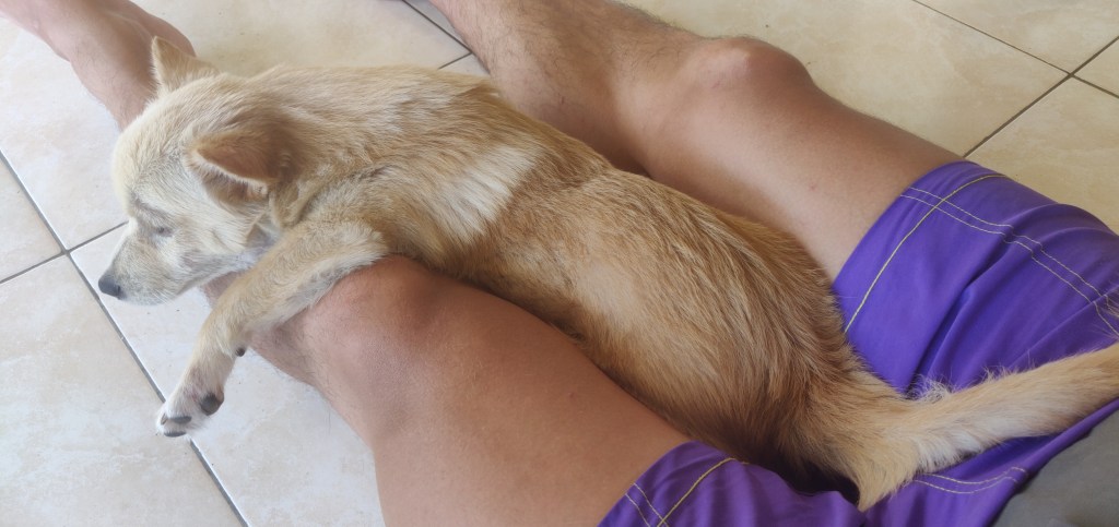 A small dog short light coloured hair rests on between legs of a man who is wearing shorts and sitting on the floor with its front left paw overhanging